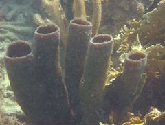 Callyspongia aculeata