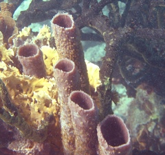 Callyspongia aculeata