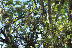 Vireo gilvus