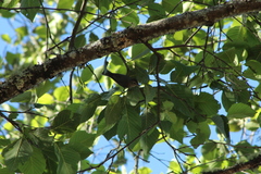 Vireo gilvus
