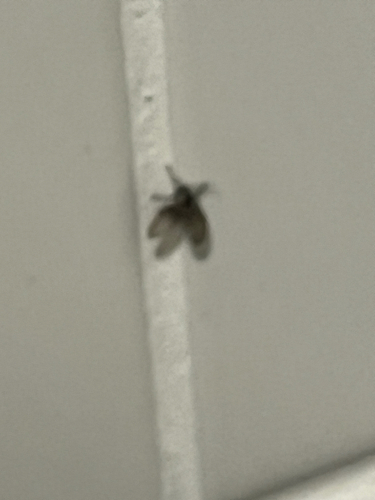 Unknown species found near S Fourth St, Waco, TX, US