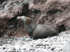 Arctocephalus townsendi