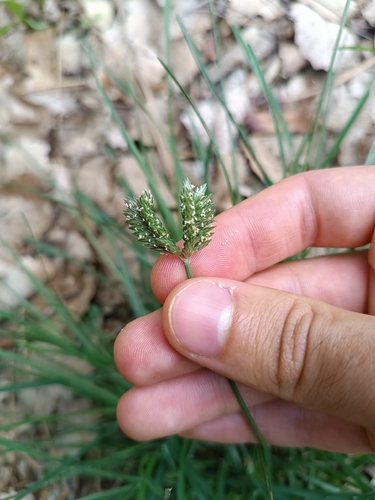 three-spiked goose grass (Eleusine tristachya)