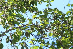 Vireo gilvus