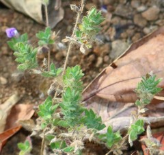 Hygrophila serpyllum