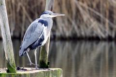 Ardea cinerea
