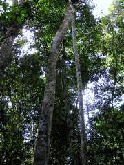 Aquilaria