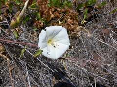 Calystegia macrostegia macrostegia