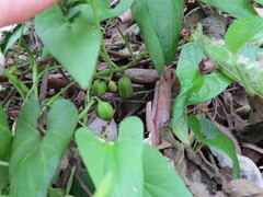 Aristolochia meridionalis