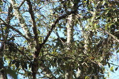 Vireolanius melitophrys