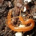 Cave Centipedes - Photo (c) Alexis, some rights reserved (CC BY), uploaded by Alexis