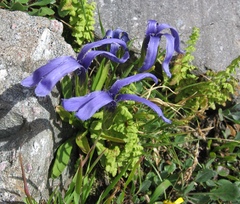Gentianopsis barbellata