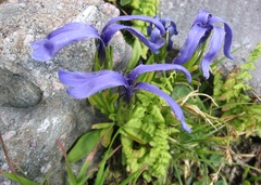 Gentianopsis barbellata