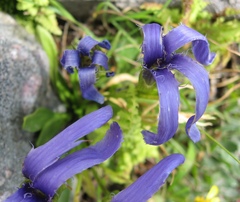 Gentianopsis barbellata