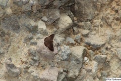 Emesis tegula