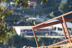 Campylorhynchus jocosus