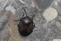 Brachystethus rubromaculatus