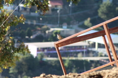 Campylorhynchus jocosus