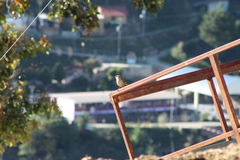 Campylorhynchus jocosus