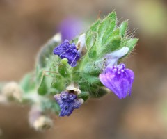 Hygrophila serpyllum