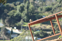 Campylorhynchus jocosus