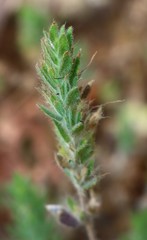 Hygrophila serpyllum