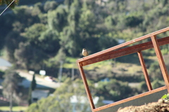 Campylorhynchus jocosus