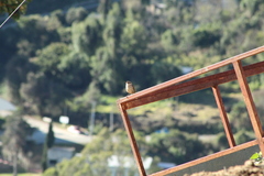 Campylorhynchus jocosus