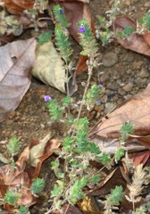 Hygrophila serpyllum