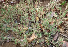 Hygrophila serpyllum