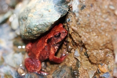 Bufo verrucosissimus