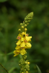 Verbascum pyramidatum