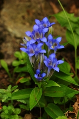 Gentiana septemfida
