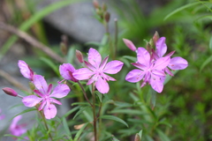 Chamaenerion colchicum