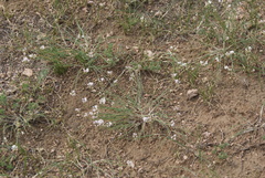 Allium vodopjanovae