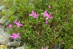 Chamaenerion colchicum