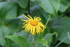 Inula
