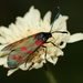 Zygaena dorycnii - Photo (c) Алина Урусова, some rights reserved (CC BY), uploaded by Алина Урусова