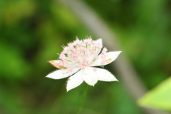 Astrantia maxima