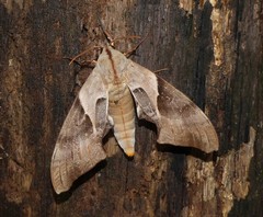 Coequosa australasiae