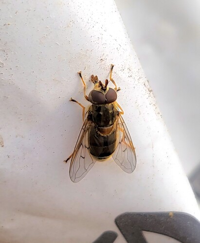 Unknown species found near Marion County, TN, USA