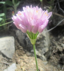Allium roseum