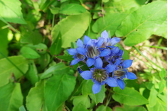 Gentiana septemfida