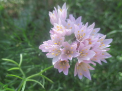 Allium roseum