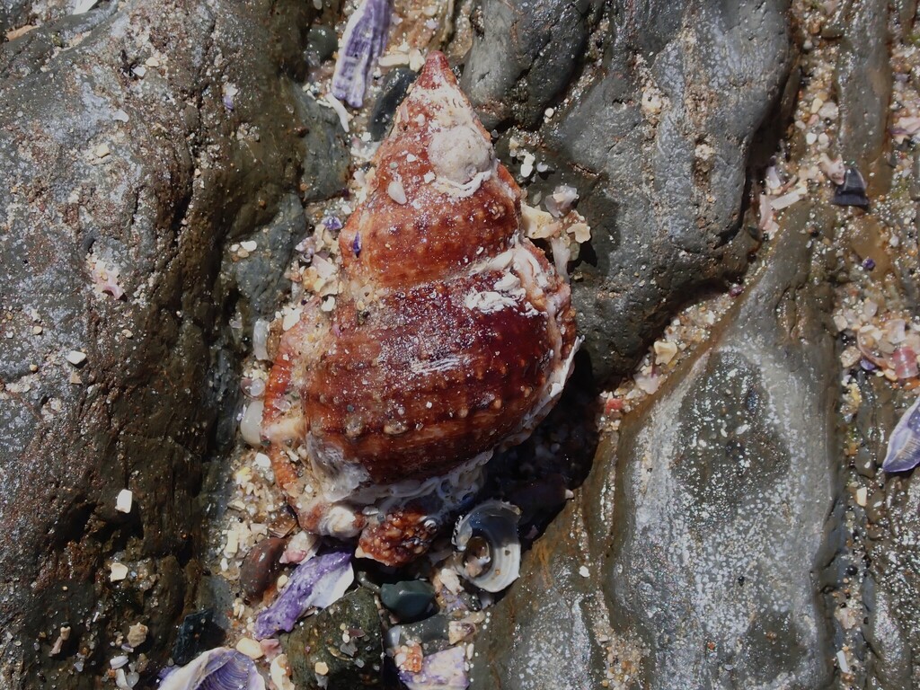 Shell Frogs Granular Frog Shell from Diggers Camp NSW 2462, Australia on March 3 ...