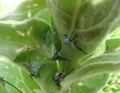 Hoplia parvula