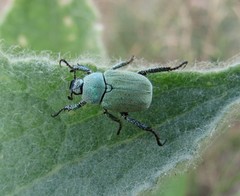 Hoplia parvula