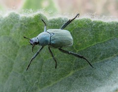 Hoplia parvula