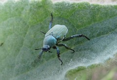 Hoplia parvula