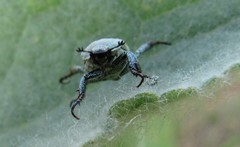 Hoplia parvula